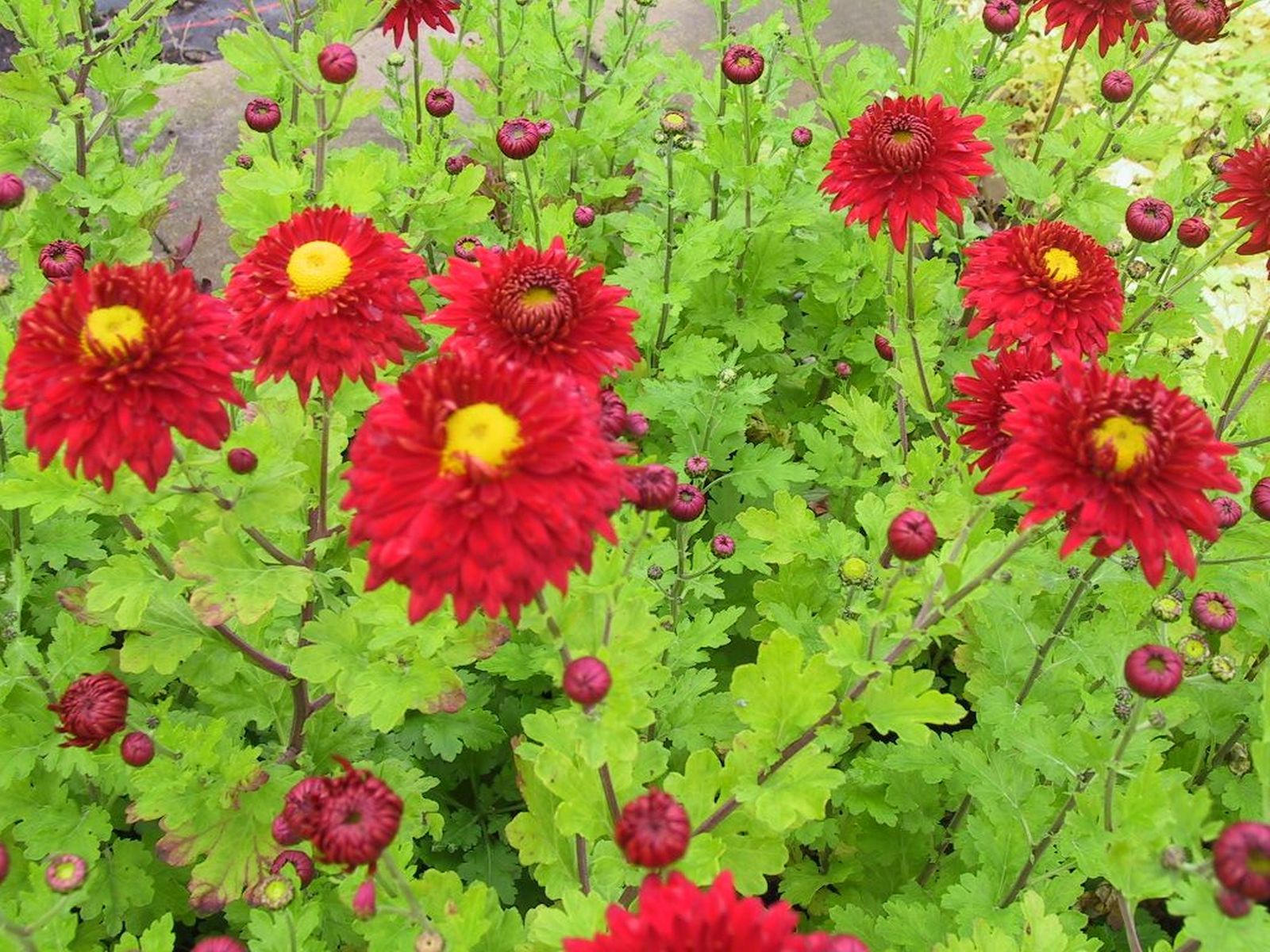 Chrysanthemum x hort. 'Fellbacher Wein'