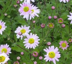 Chrysanthemum x hort. 'Innocence'