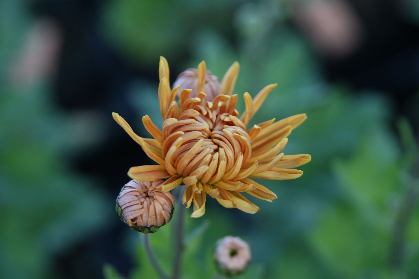 Chrysanthemum x hort. 'Kl.Bernstein'