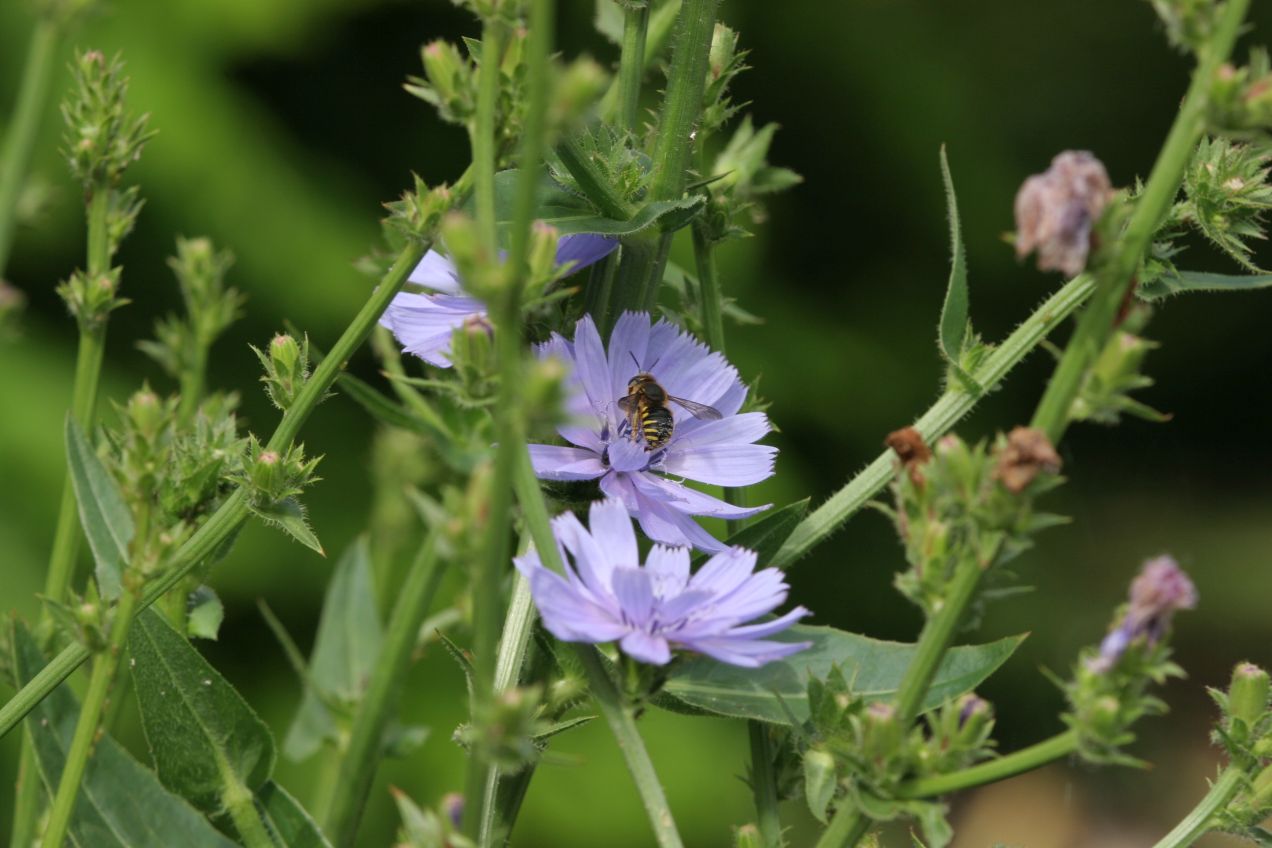 Cichorium intybus