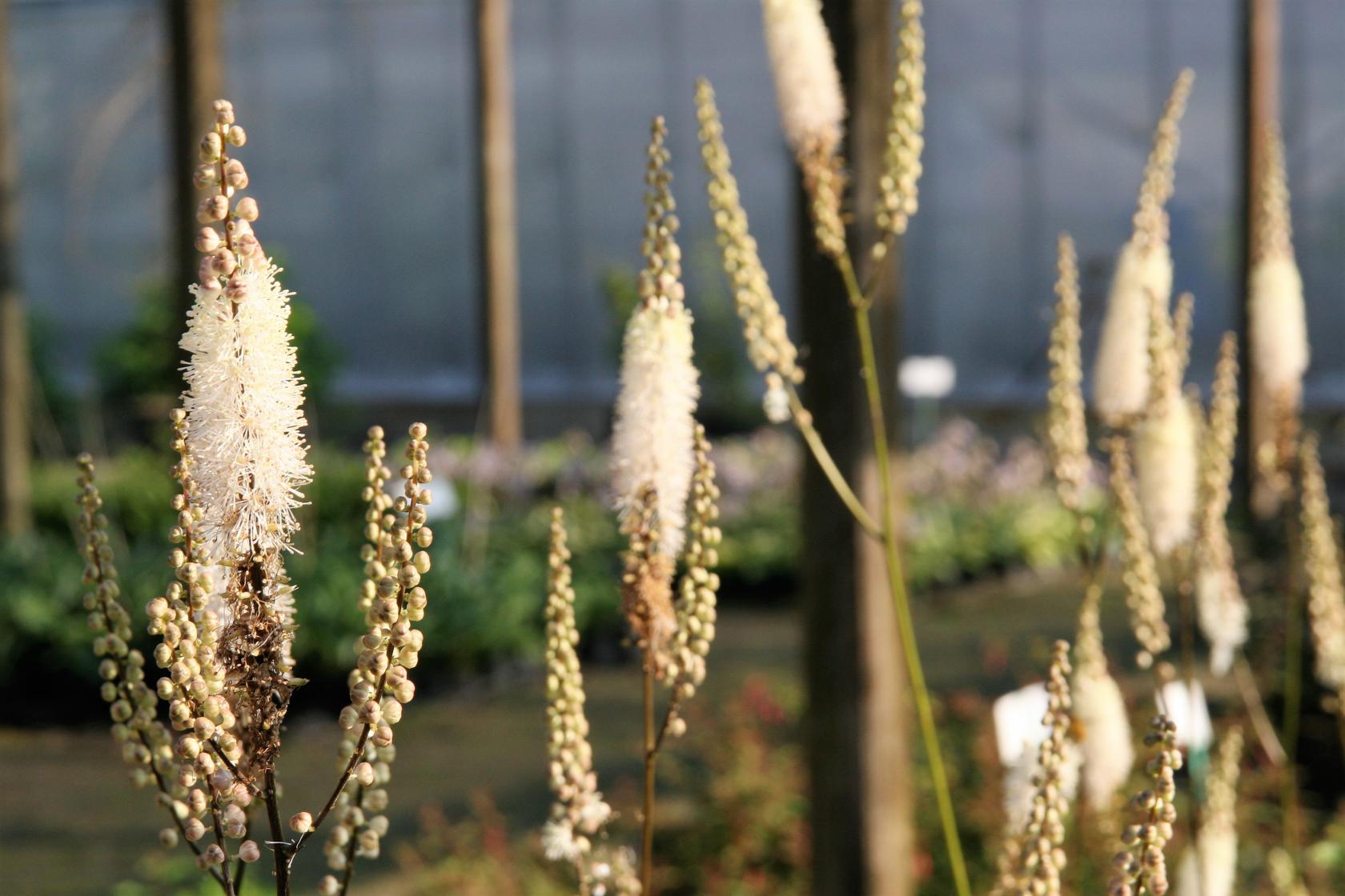 Actaea racemosa var.cordifolia (Cimicifuga)