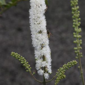 Actaea simplex (ramosa)