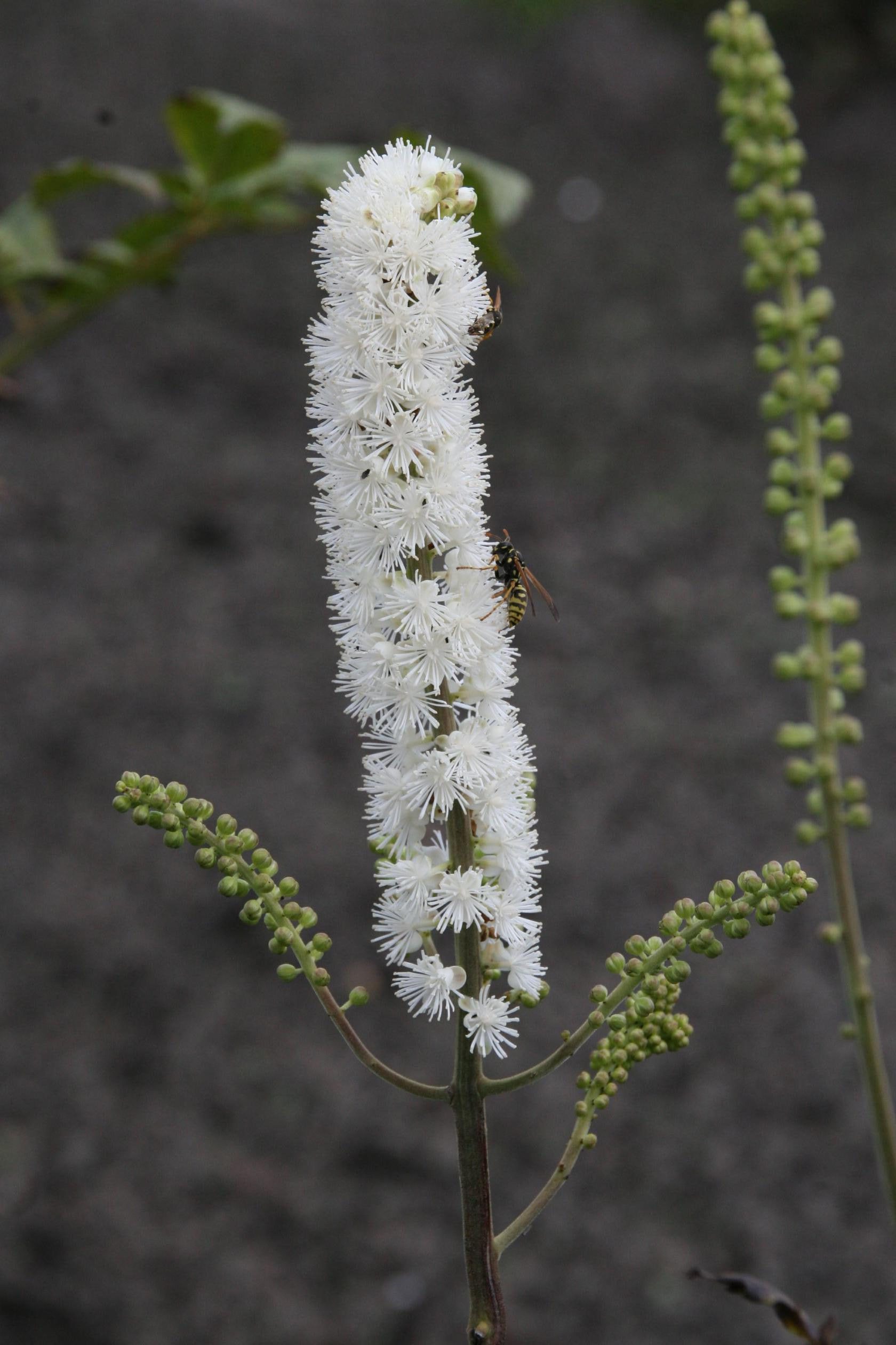 Actaea simplex (ramosa)
