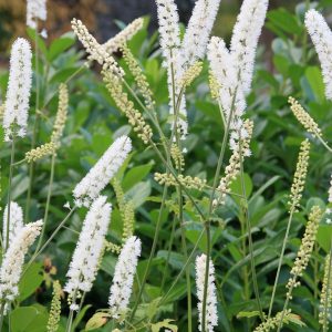 Actaea simplex White Pearl' (Cimicifuga)