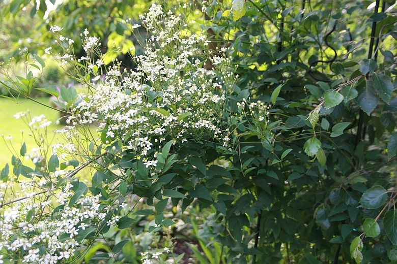 Clematis jouiniana 'Praecox'