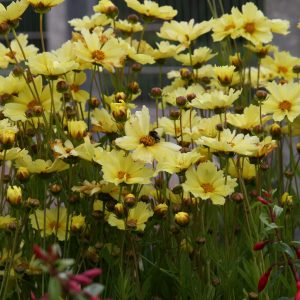 Coreopsis grandiflora 'Full Moon' (S)