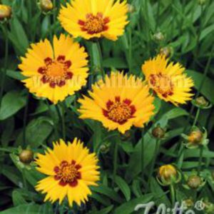 Coreopsis pubescens 'Sunshine Superman'