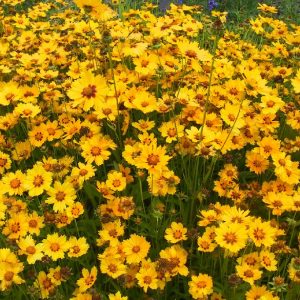 Coreopsis lanceolata 'Sterntaler'