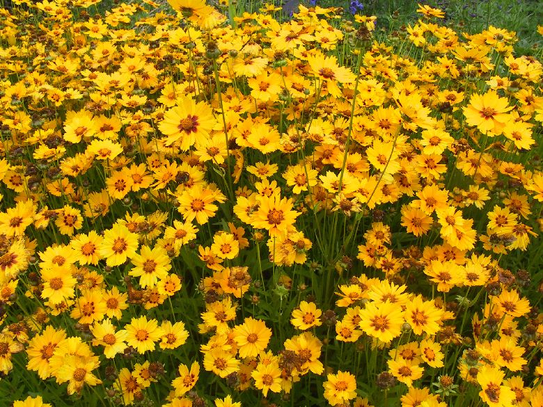 Coreopsis lanceolata 'Sterntaler'