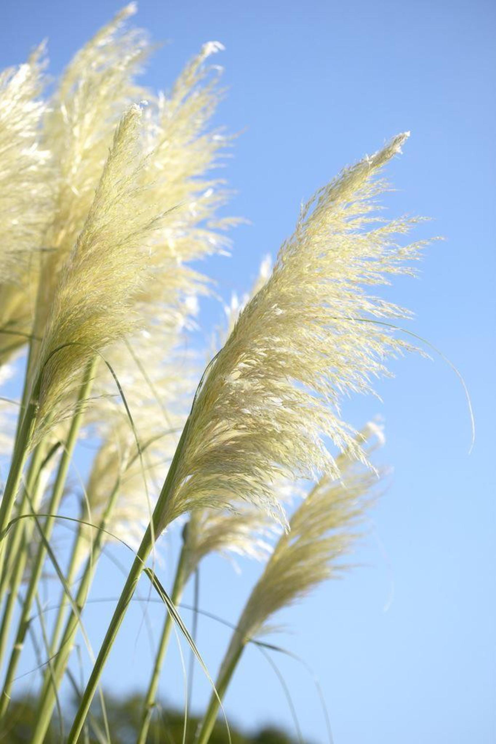Cortaderia selloana 'Sunningd.Silver'