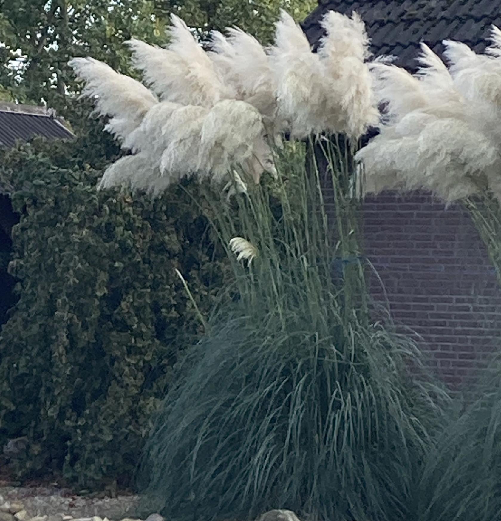 Cortaderia selloana veg