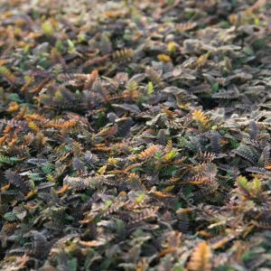 Leptinella  potentillina  (Cotula)