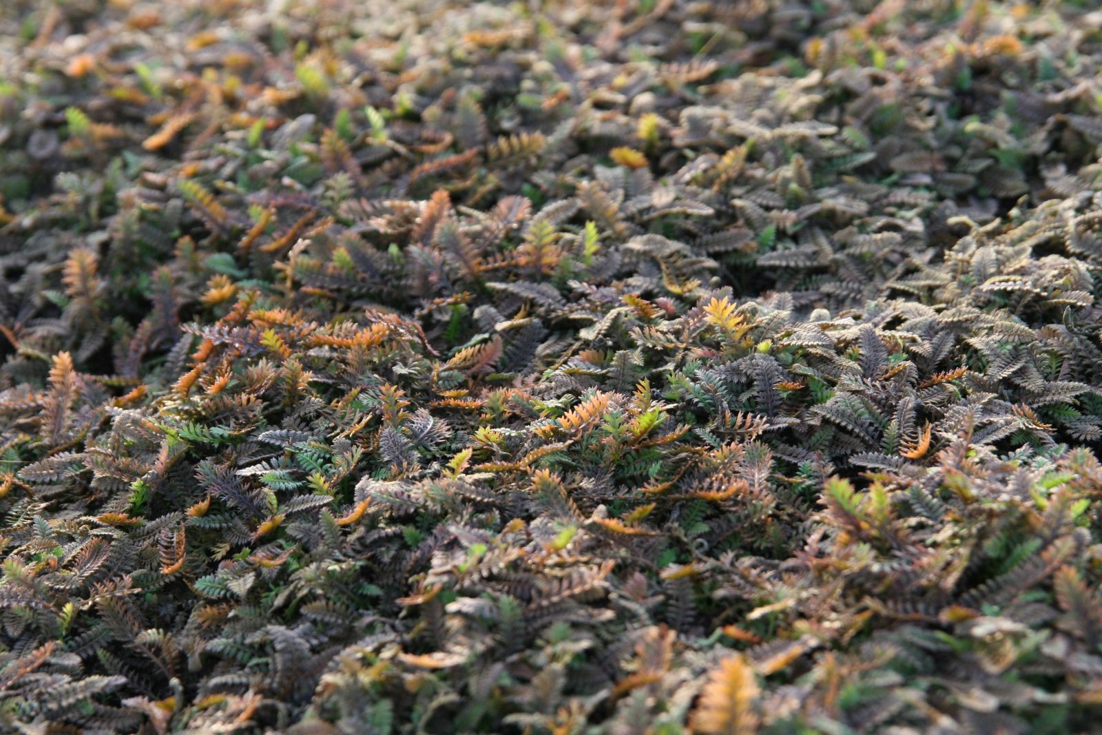 Leptinella potentillina (Cotula)