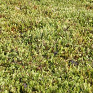 Leptinella squalida (Cotula)