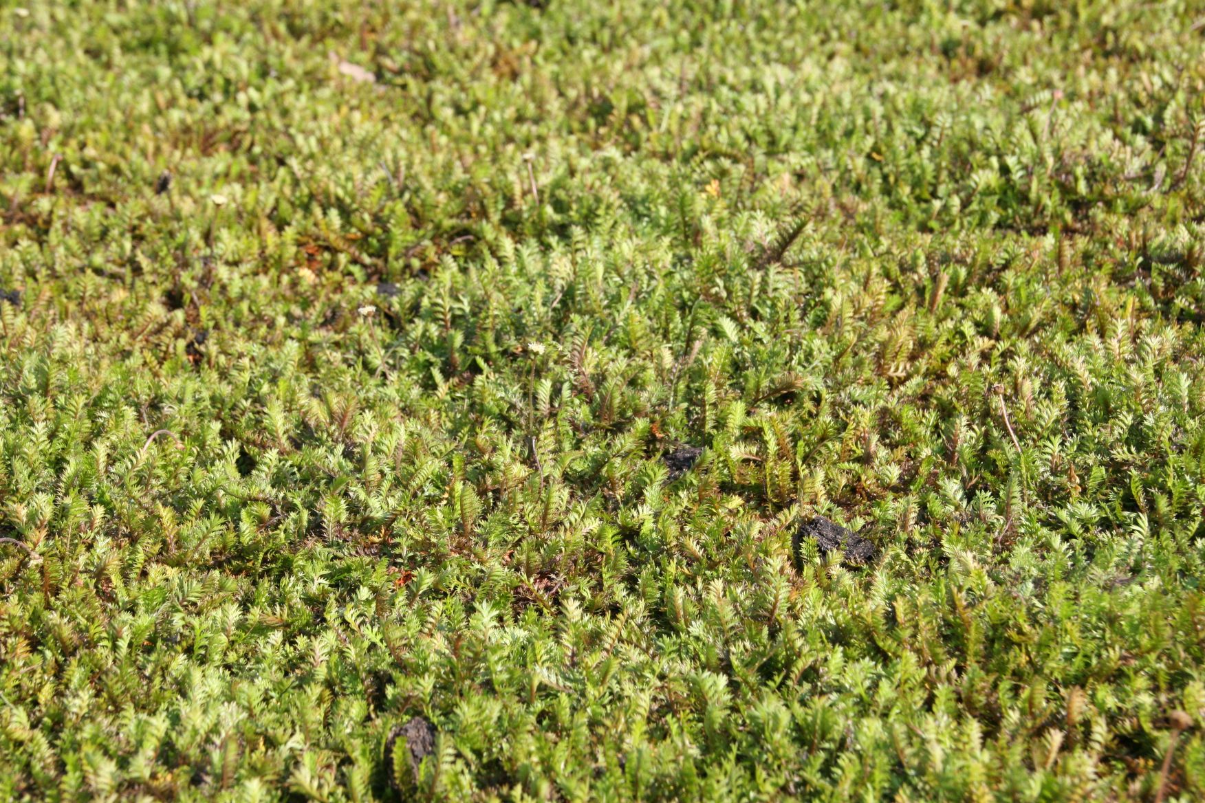 Leptinella squalida (Cotula)