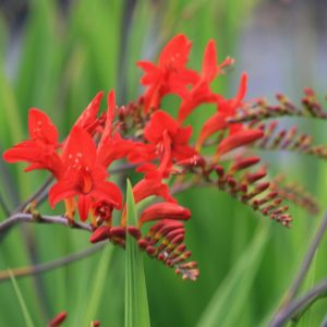 Crocosmia x crocosmiiflora 'Lucifer'