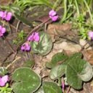 Cyclamen coum