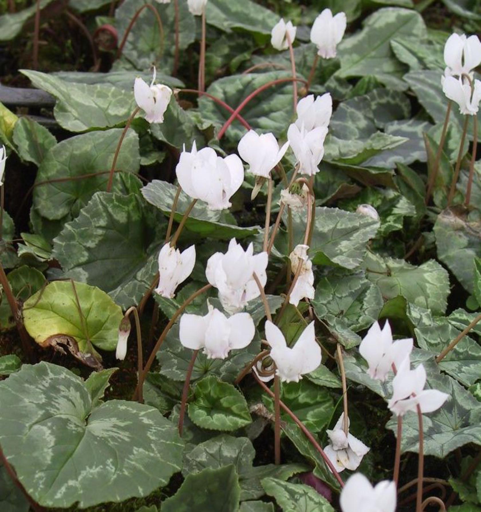 Cyclamen hederifolium 'Perlenteppich'