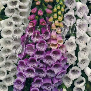 Digitalis purpurea 'Gloxiniaeflora'