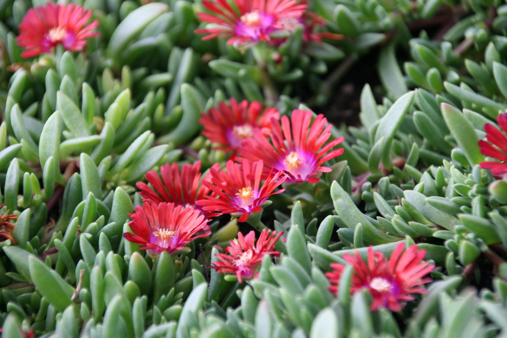 Delosperma x cult. 'Sundella Red (S)