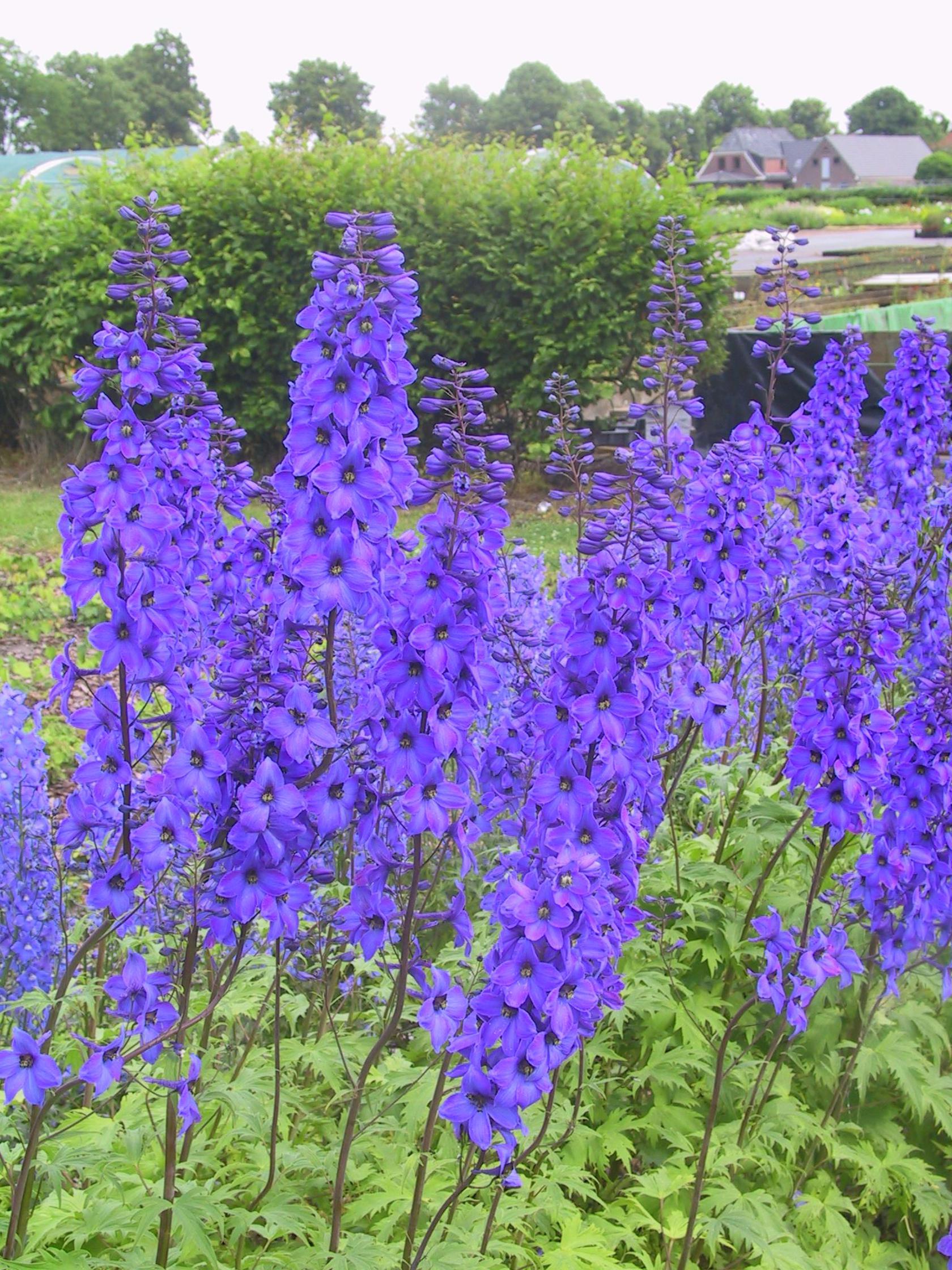 Delphinium x elatum 'Finsteraarhorn'