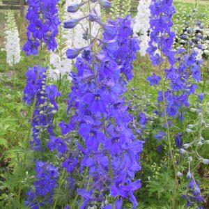 Delphinium x belladonna 'Völkerfrieden'