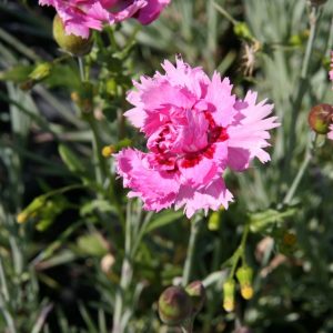 Dianthus plum. 'Maggie'
