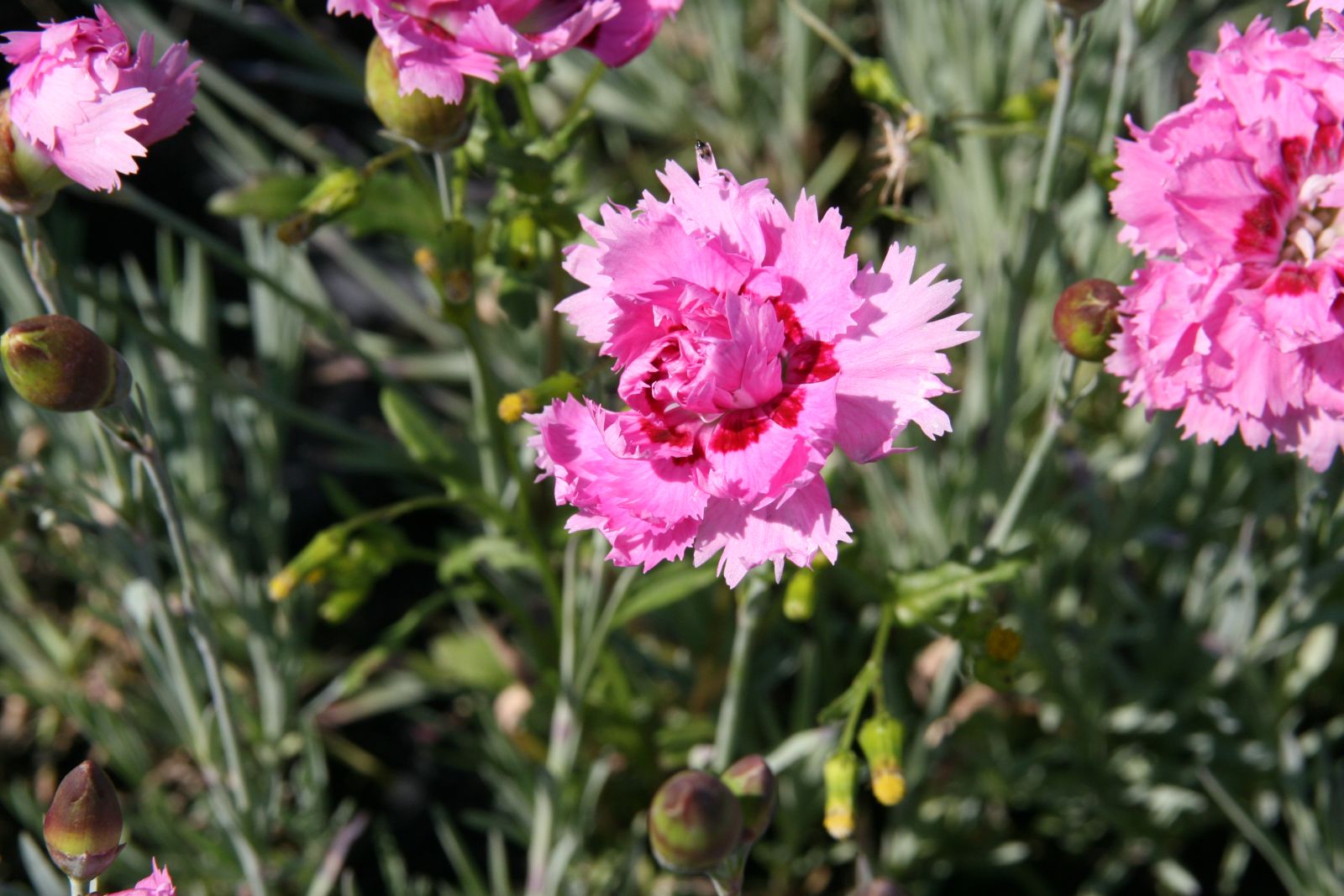 Dianthus plum. 'Maggie'