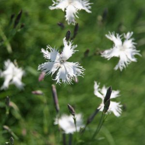 Dianthus arenarius