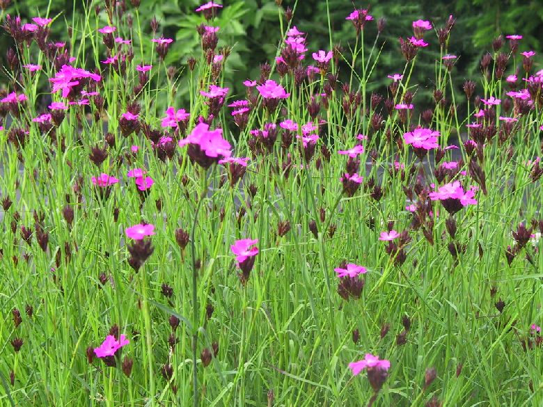 Dianthus carthusianorum