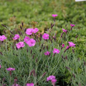 Dianthus gratianop. 'Eydangeri'