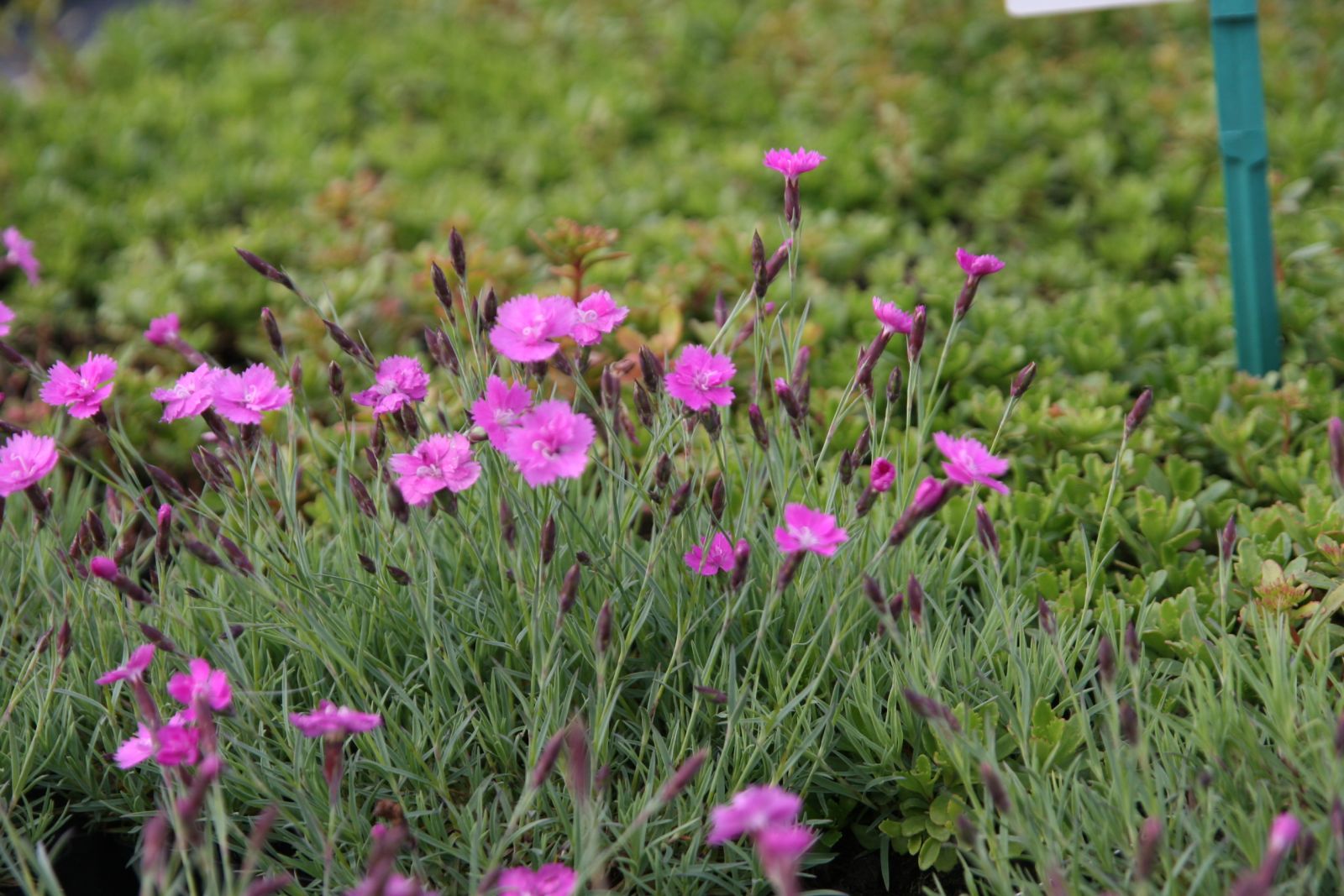 Dianthus gratianop. 'Eydangeri'