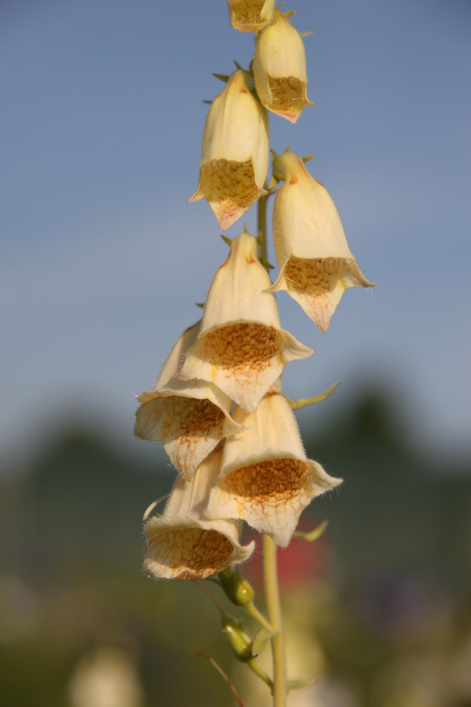 Digitalis grandiflora (ambigua)