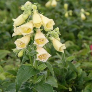 Digitalis grandiflora Dwarf Carillon'
