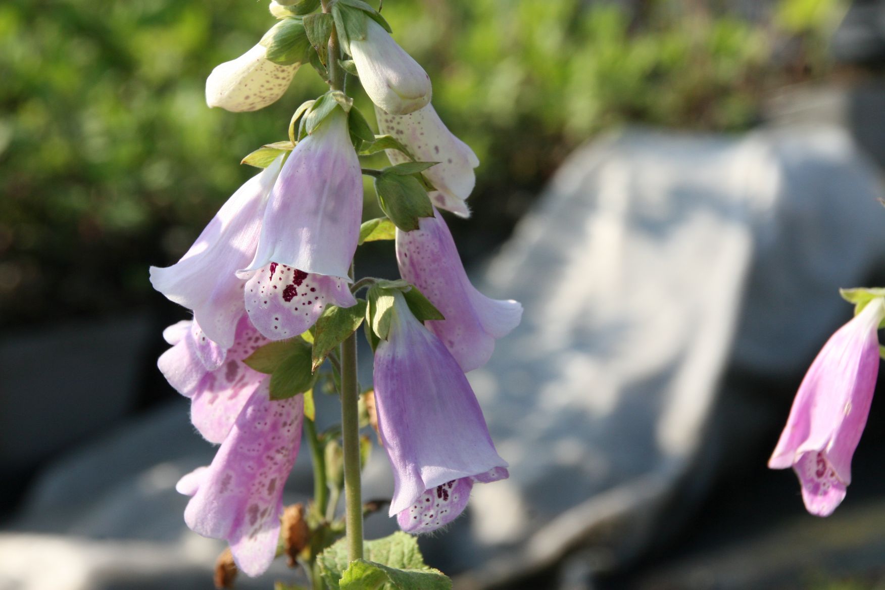 Digitalis purpurea 'Foxy'