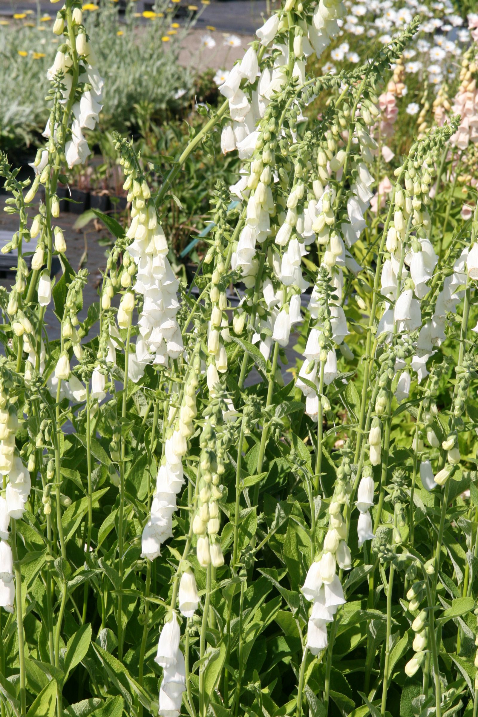 Digitalis purpurea 'Alba'