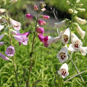 Digitalis purpurea 'Excelsior'