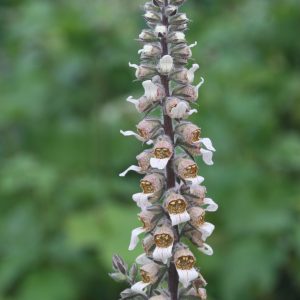 Digitalis trojana