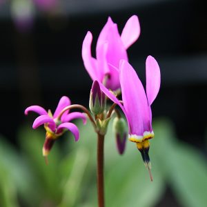 Dodecatheon pulchellum 'Red Wings'