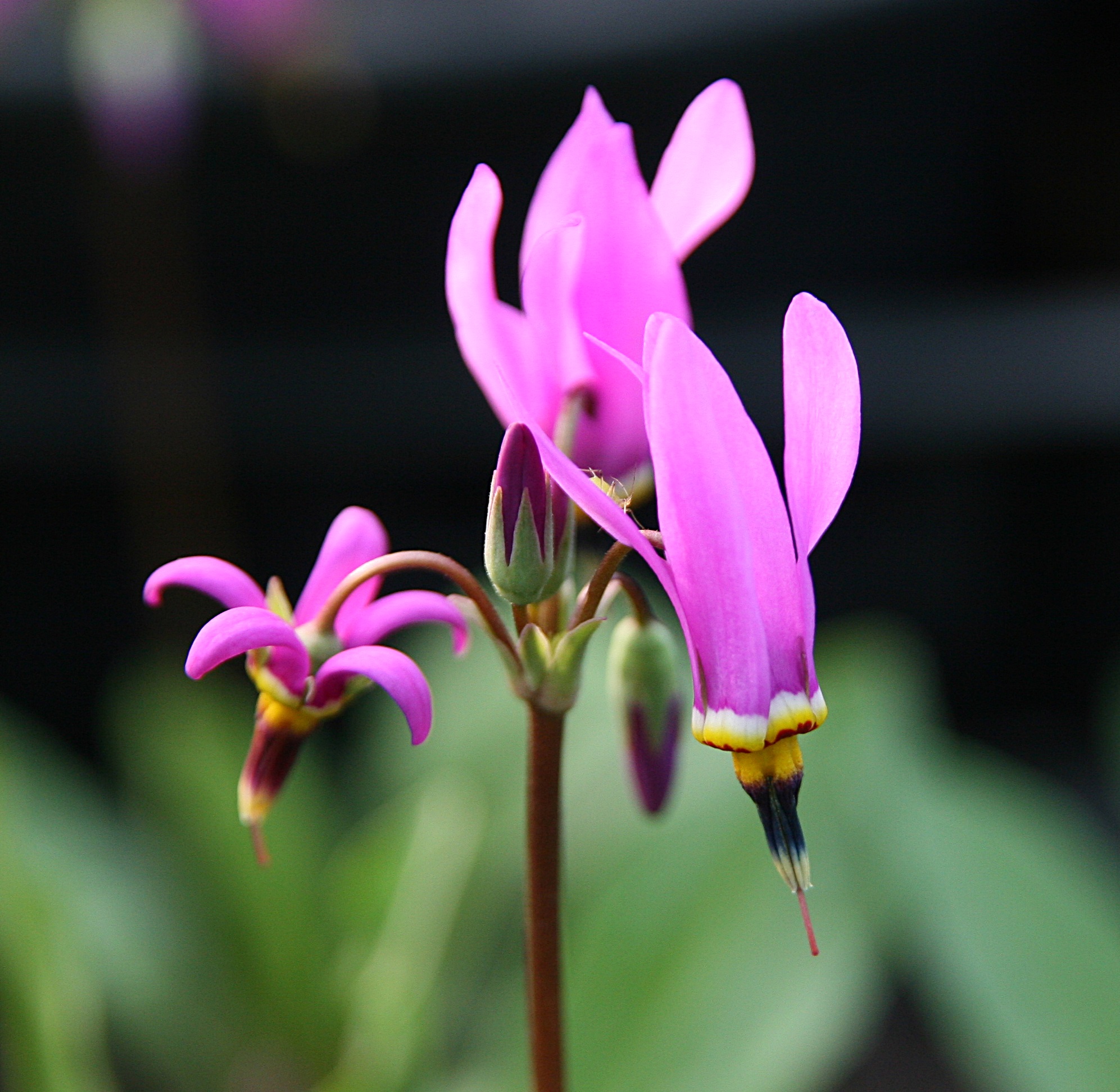 Dodecatheon pulchellum 'Red Wings'