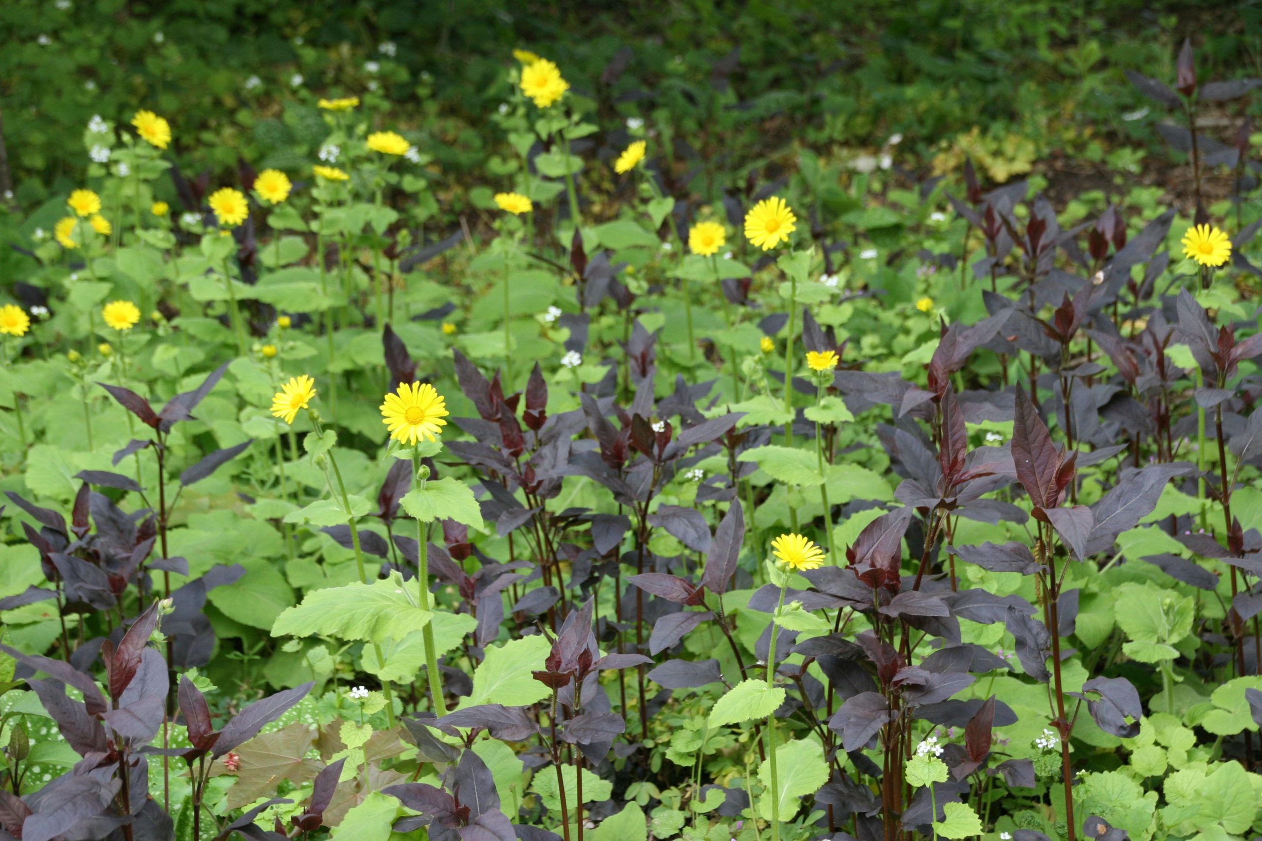 Doronicum pardalianches 'Goldstrauß'