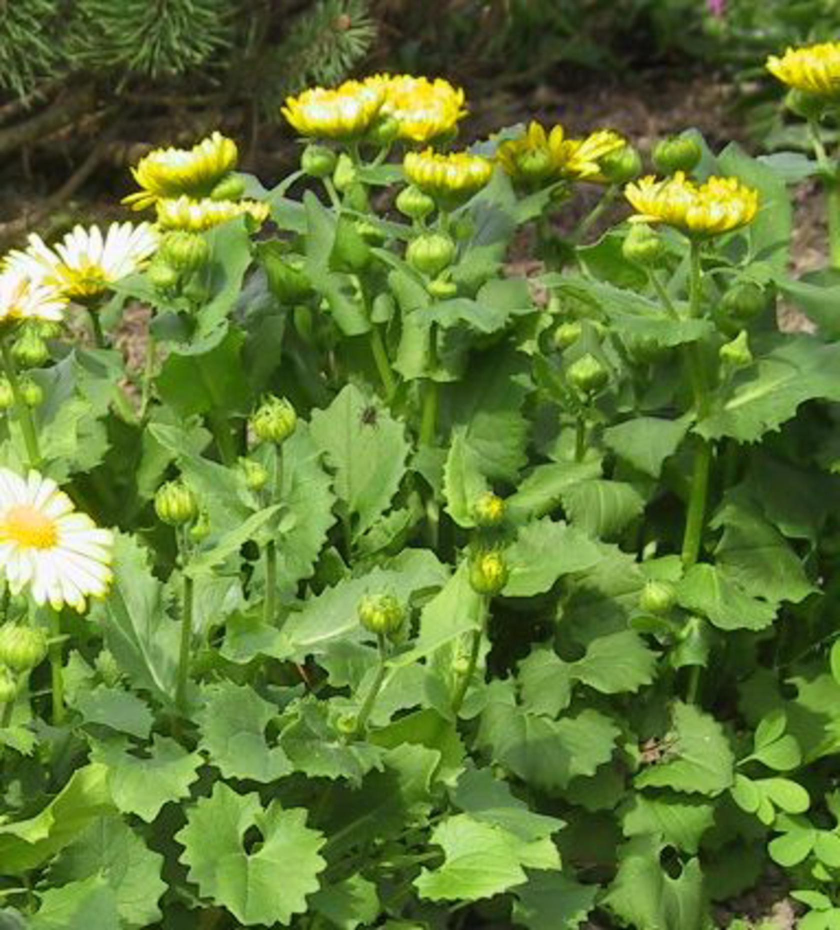 Doronicum orientale 'Little Leo'