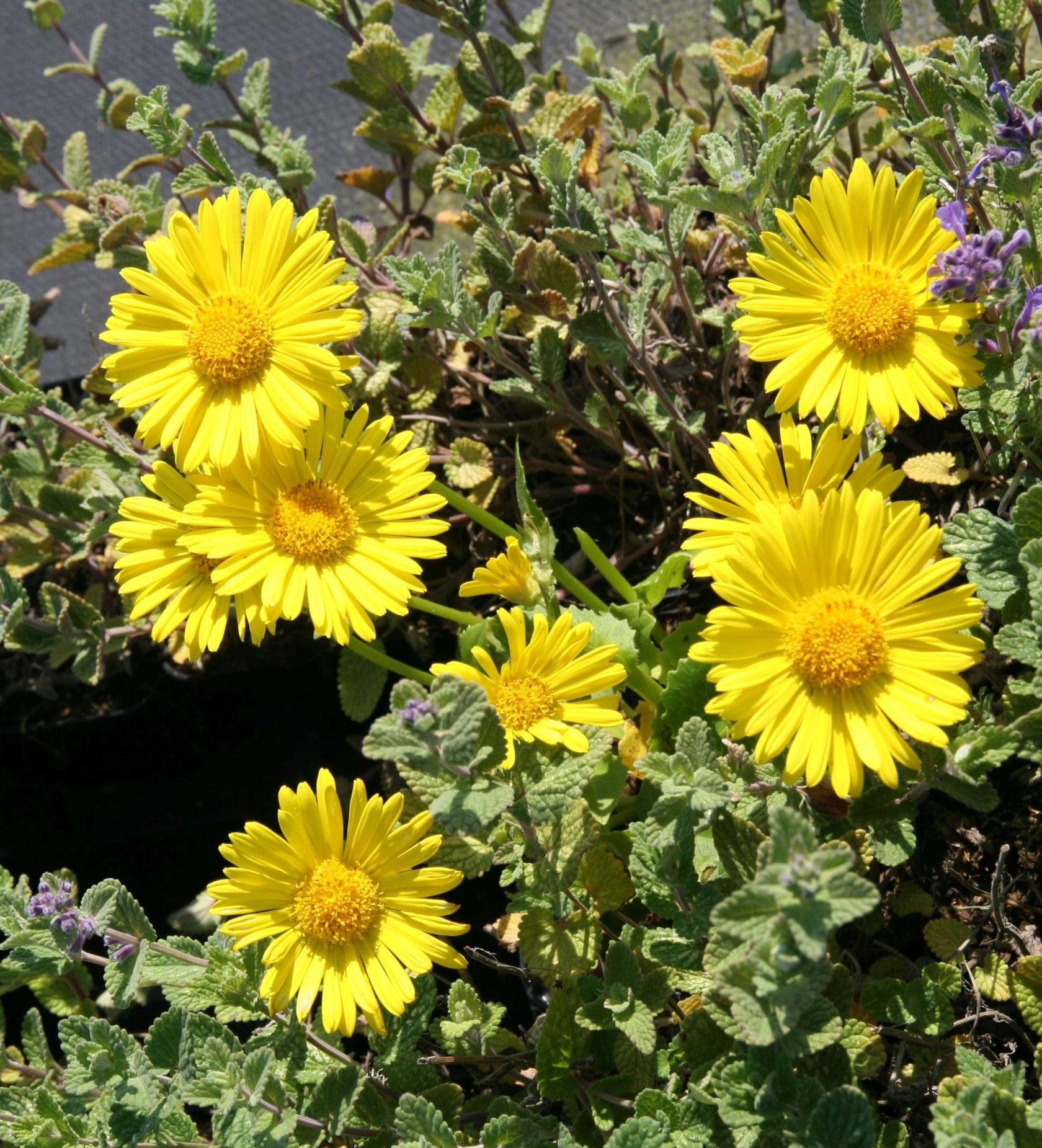 Doronicum orientale 'Leonardo Compact''™