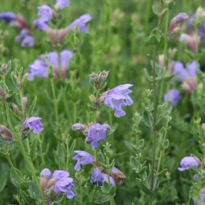 Dracocephalum peregrinum 'Blue Dragon'