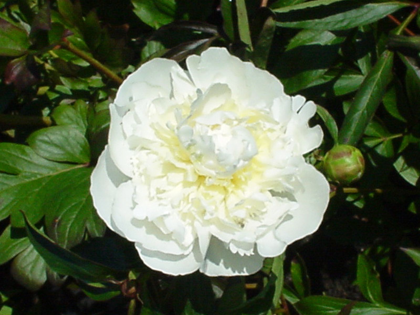 Paeonia lactiflora 'Duchess de Nemours'