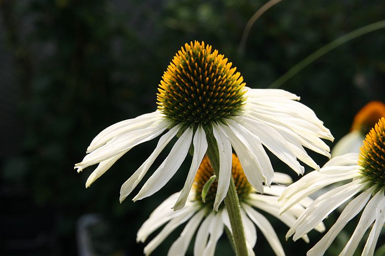 Echinacea purpurea 'Alba'