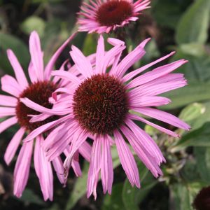 Echinacea purpurea 'August Königin