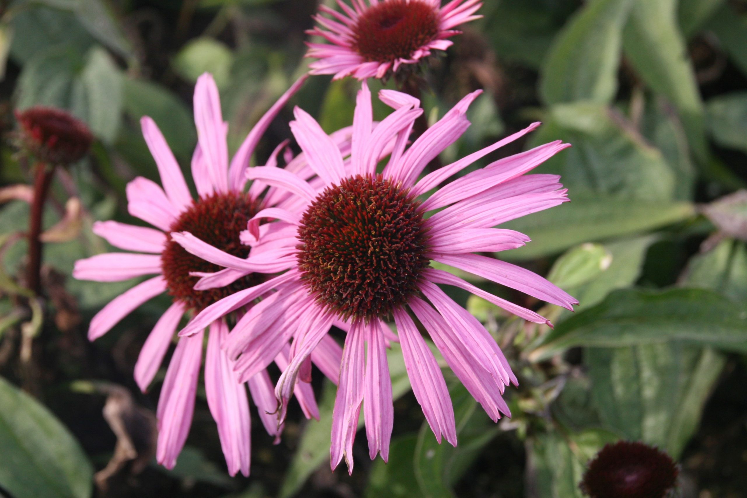 Echinacea purpurea 'August Königin