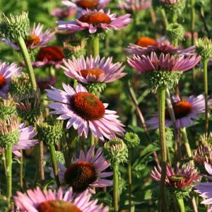 Echinacea purpurea 'Hope'  (S)