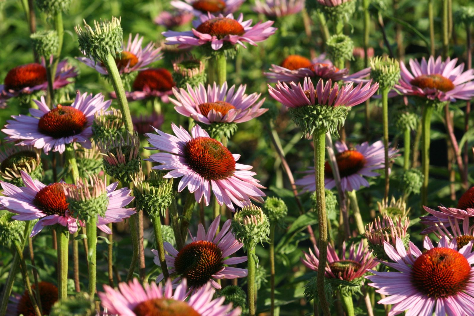 Echinacea purpurea 'Hope' (S)